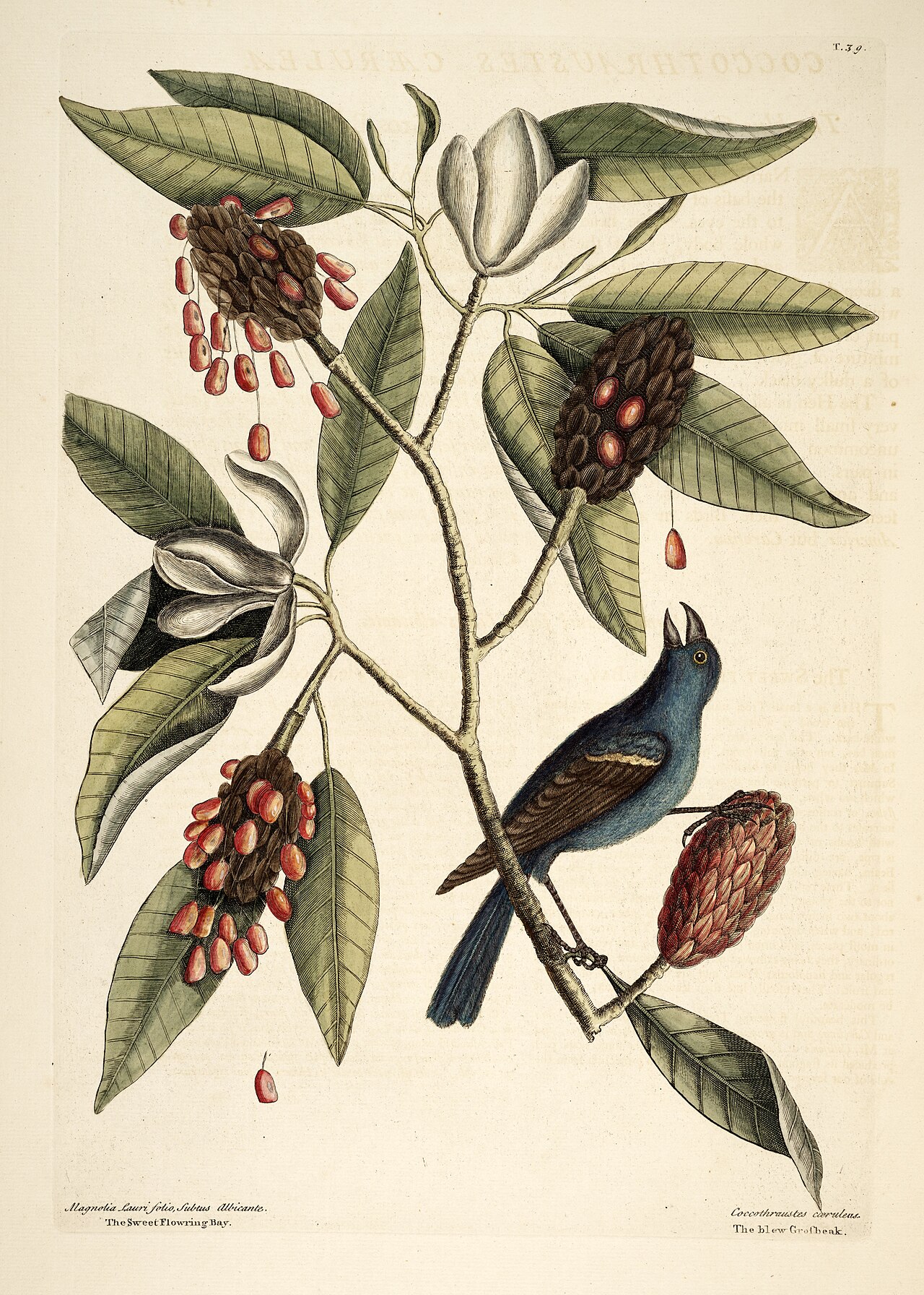 Portrait of Mark Catesby