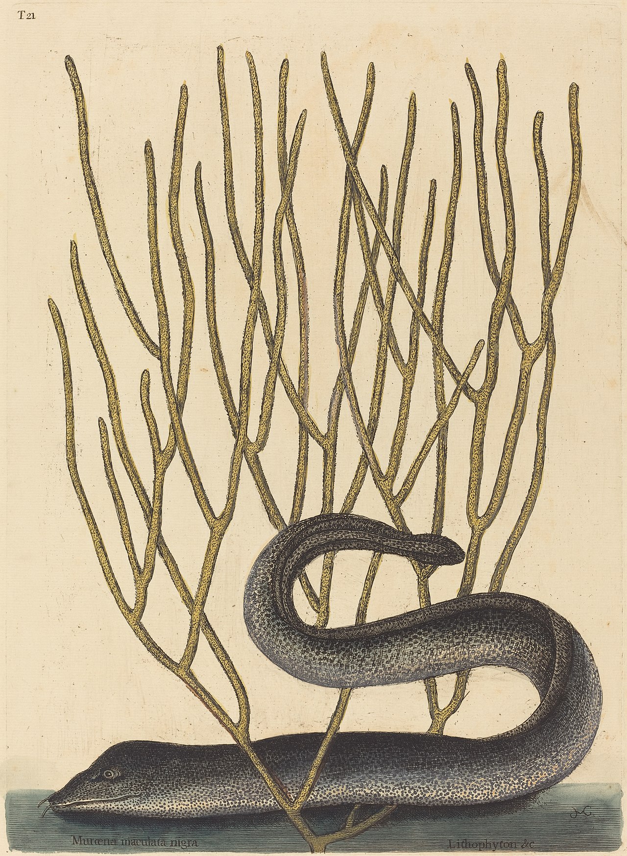 The Black Muray (Muraenae helenae varietas) by Mark Catesby