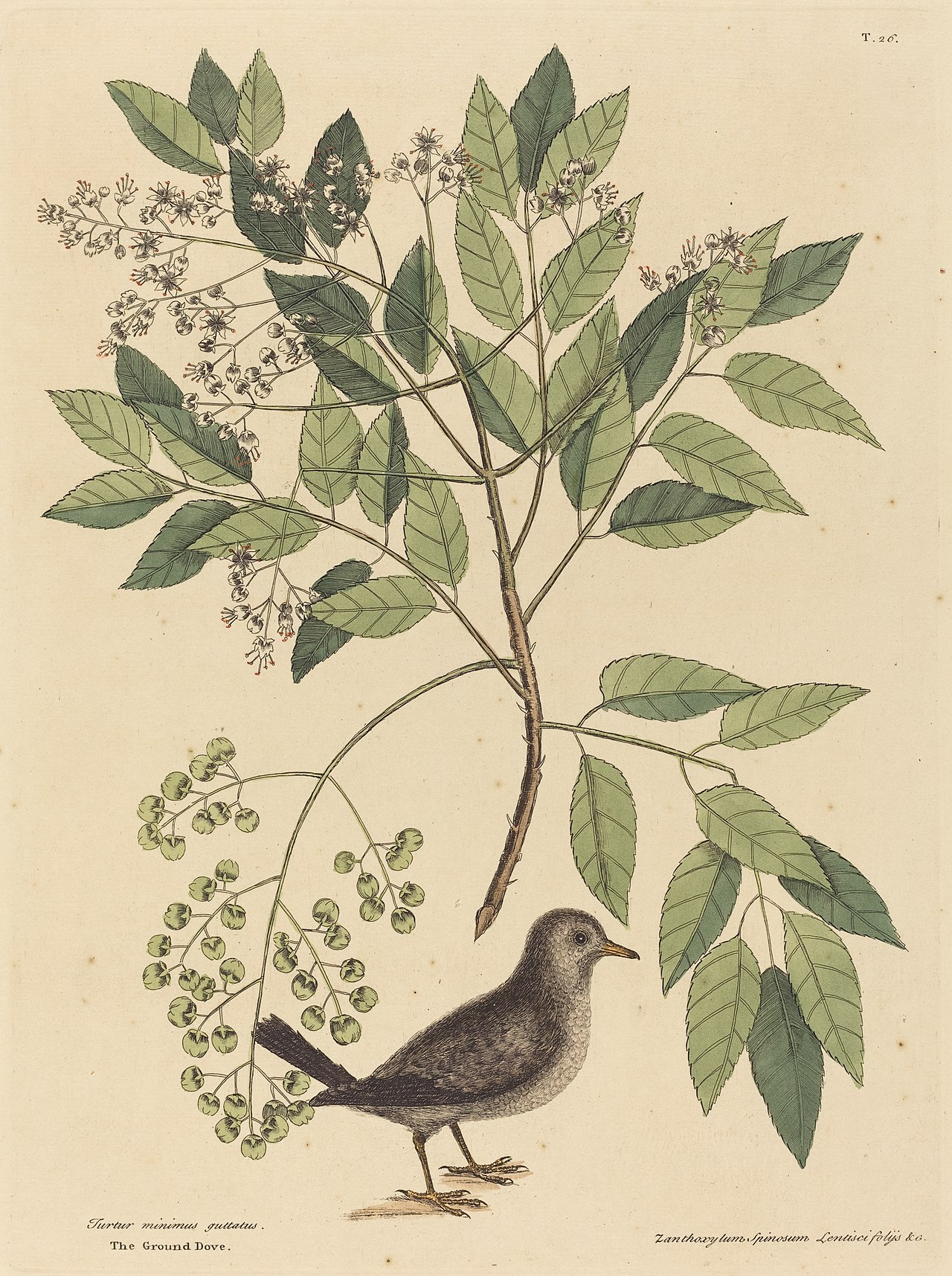 The Ground Dove (Columba passerina) by Mark Catesby