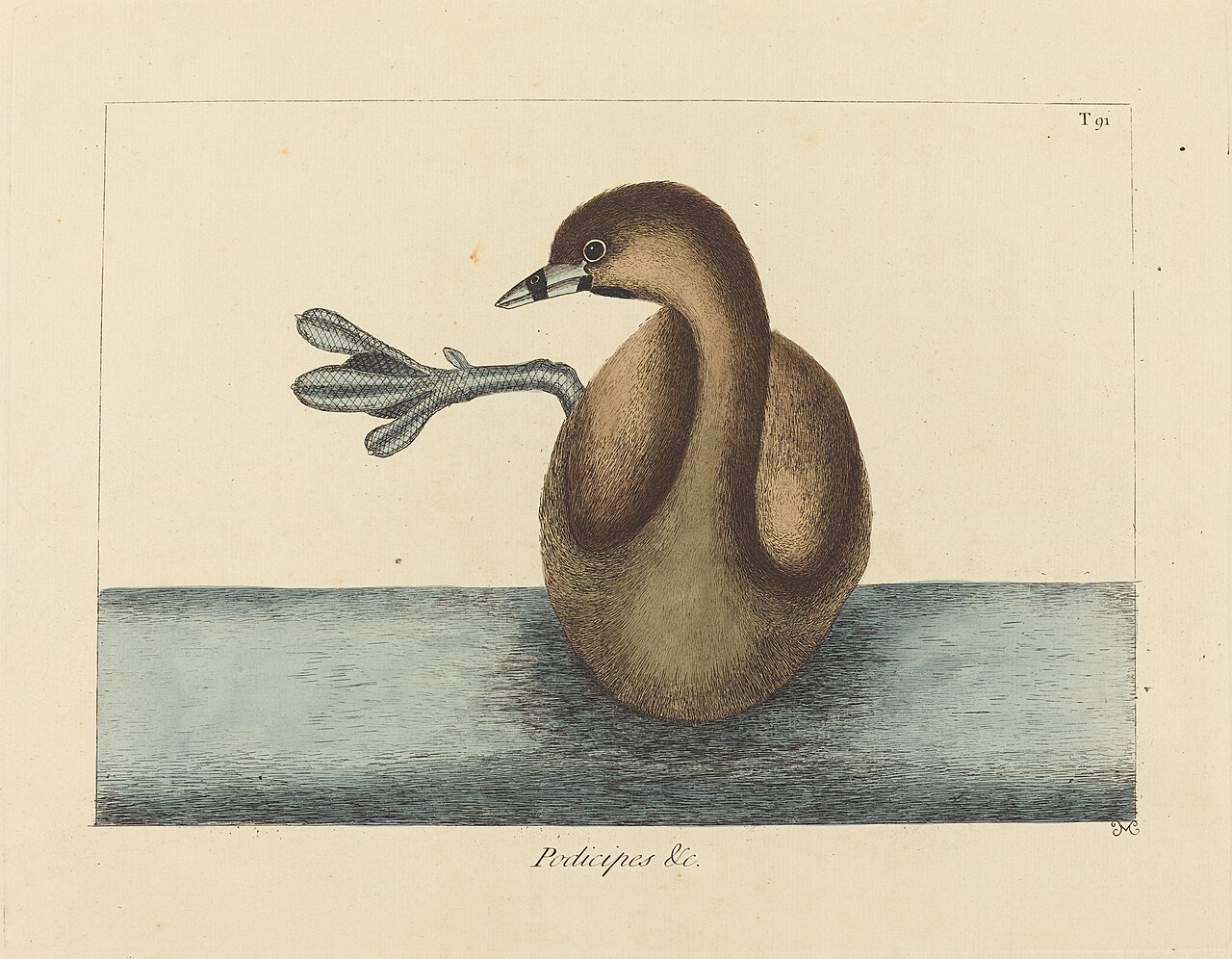 The Pied-billed Dobchick (Colymbus podiceps) by Mark Catesby