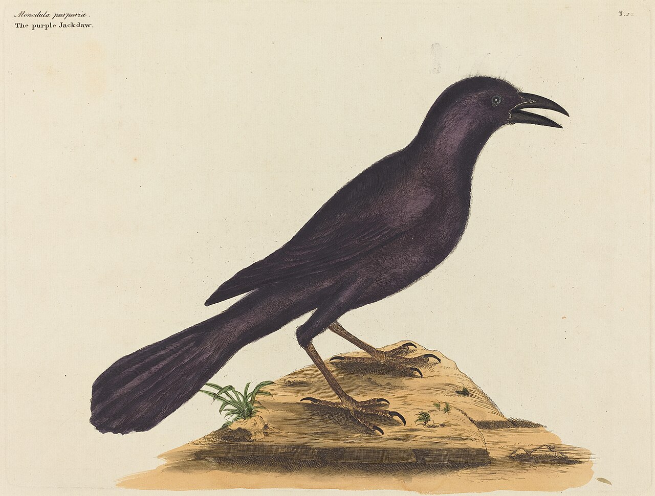 The Purple Jack Daw (Gracula Quiscula) by Mark Catesby