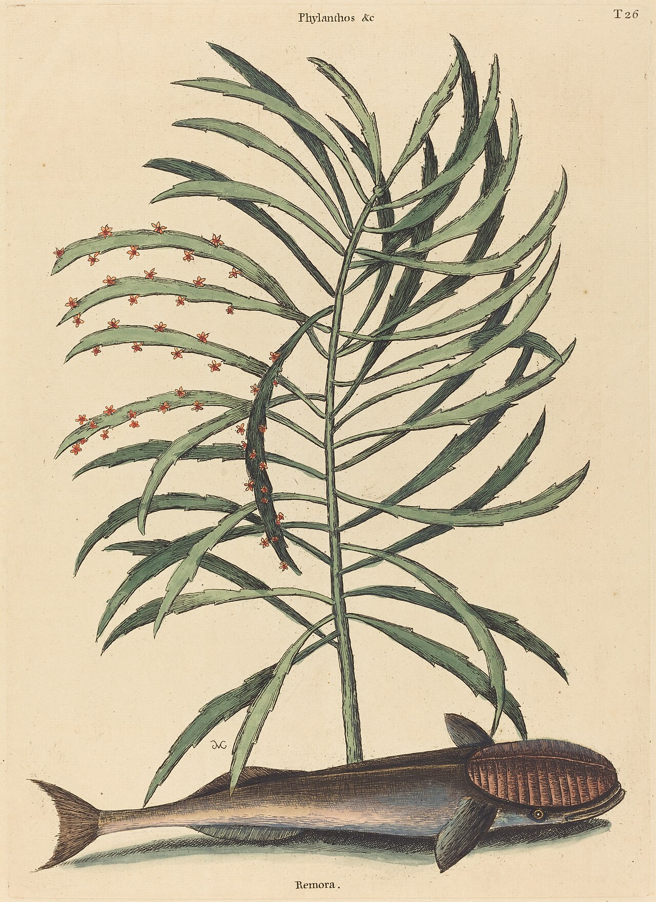 The Sucking Fish (Echeneis Naucratis) by Mark Catesby