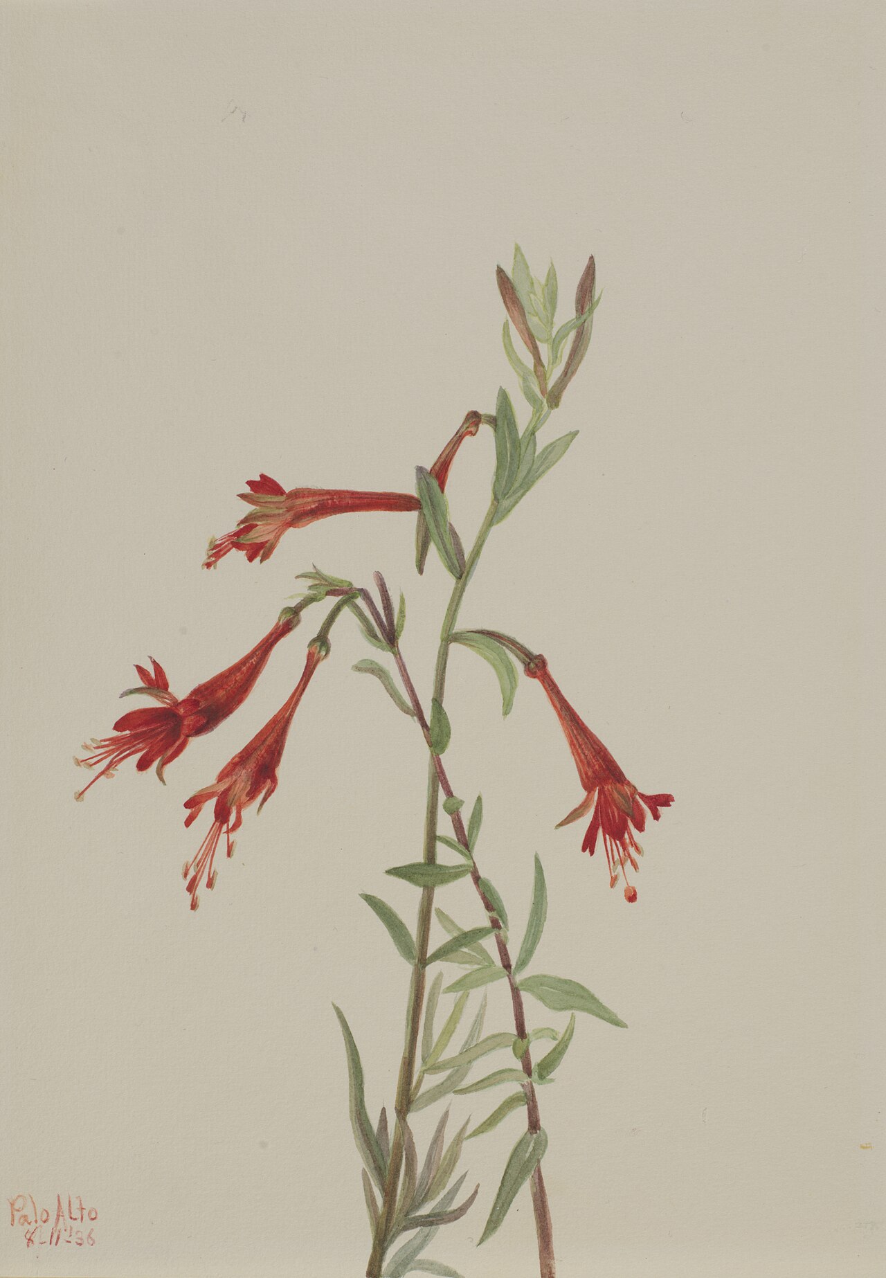 California Fuschia (Zauschneria californica) by Mary Vaux Walcott