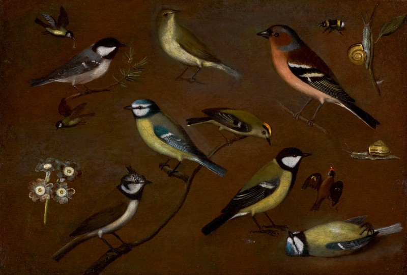 Still Life of Birds, Including a Marsh Tit, Chiffchaff, Chaffinch, Blue Tits, Goldcrest, Lapwing and a Great Tit by Orsola Maddalena Caccia