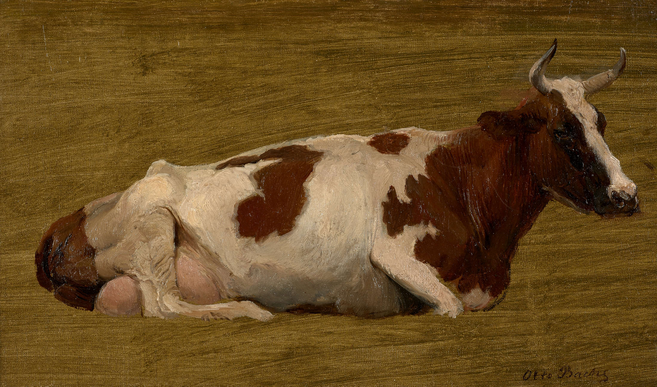 Study of a cow lying down. by Otto Bache