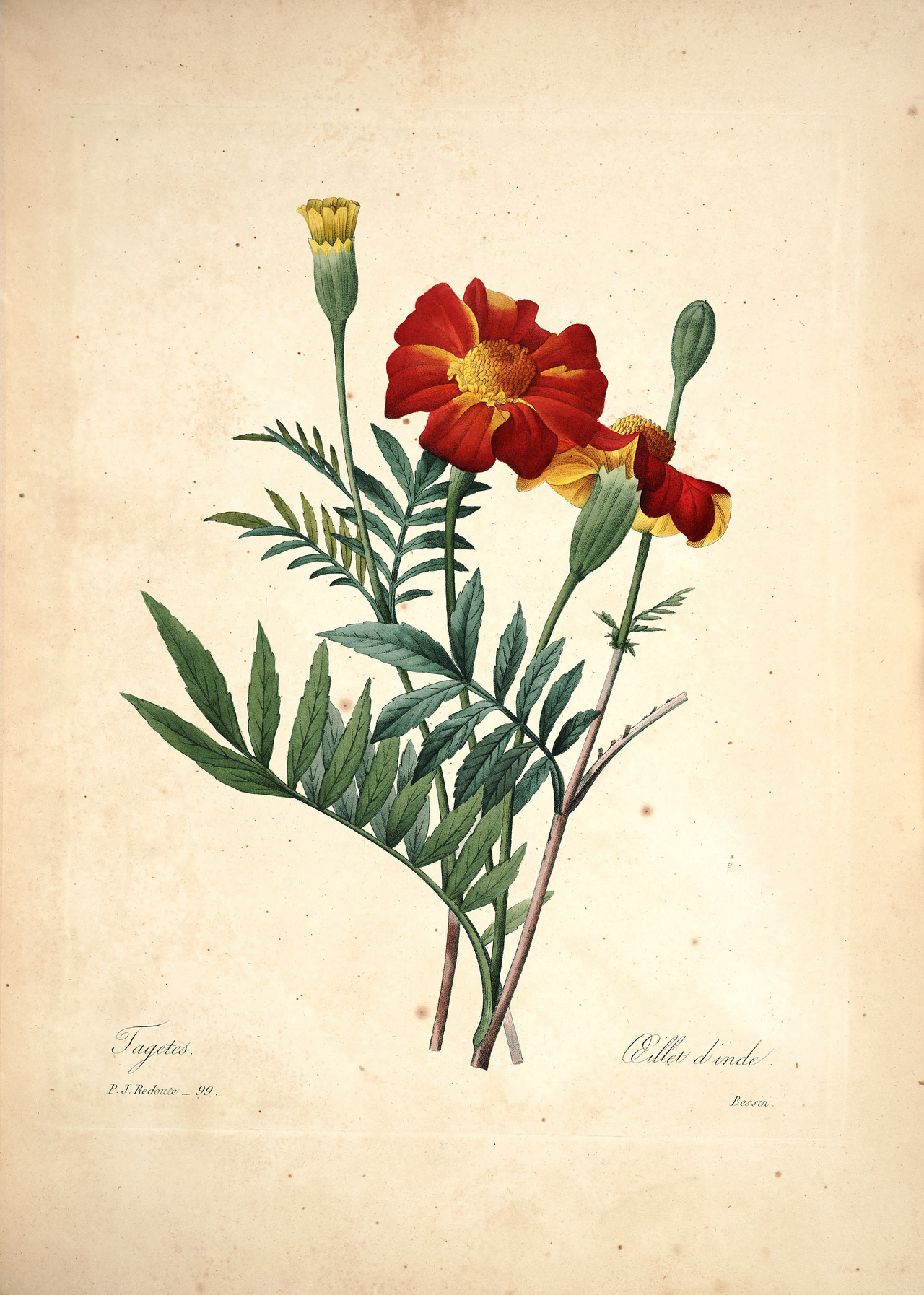 Choix des plus belles fleurs et de quelques branches des plus beaux fruits by Pierre-Joseph Redouté