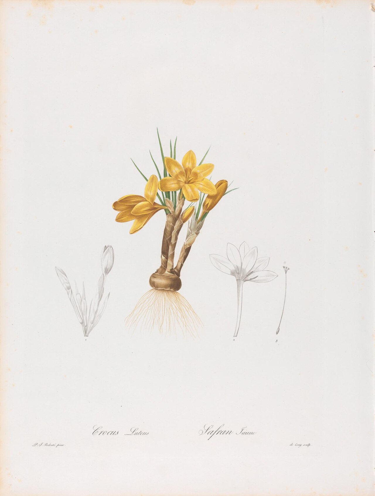 Crocus Luteus (Crocus Aureus or Golden Crocus) and Safran Jaune, Plate 196 from Les Liliacées, volume 4, Paris, 1802-1816 by Pierre-Joseph Redouté