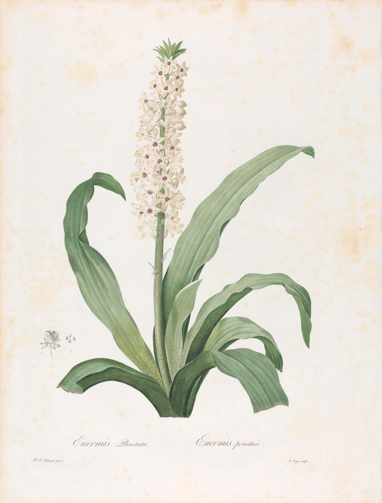 Eucomis Punctata, Plate 208 from Les Liliacées, volume 4, Paris, 1802-1816 by Pierre-Joseph Redouté