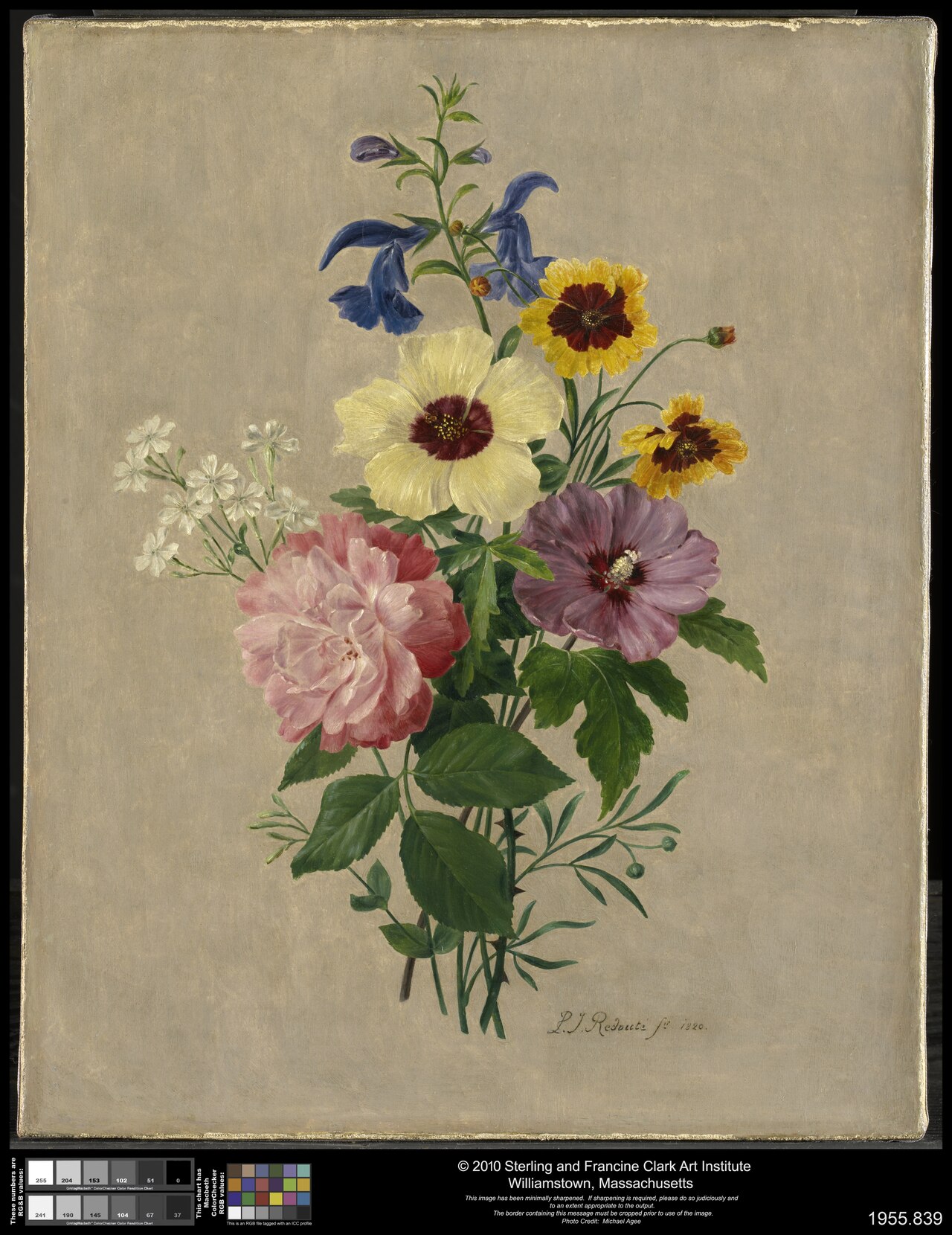 Flowers by Pierre-Joseph Redouté