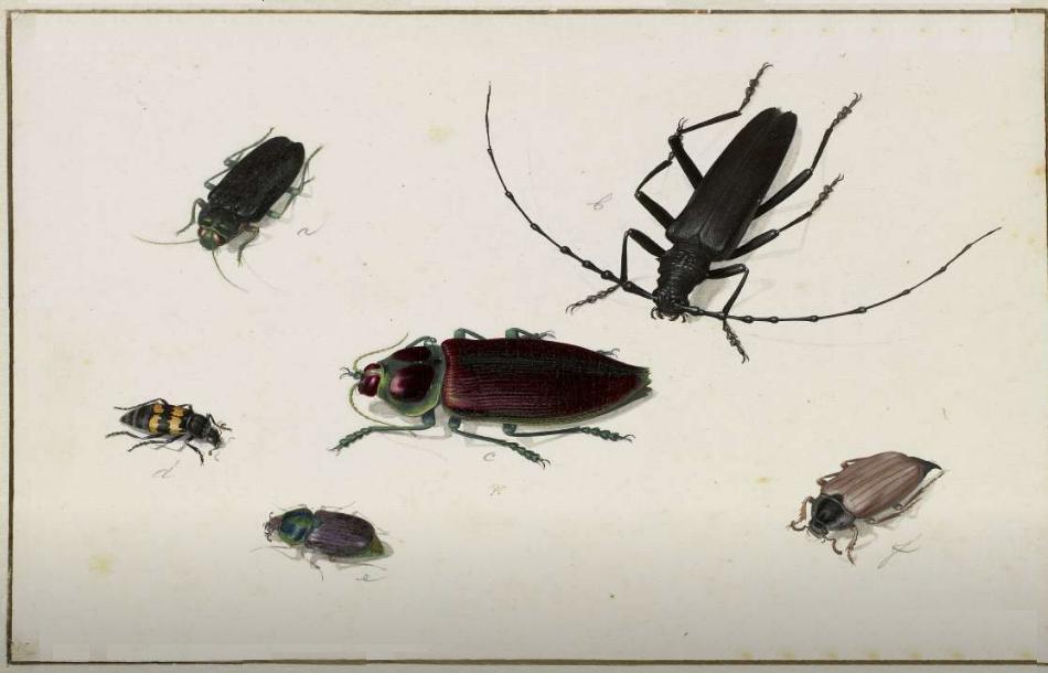 Six Beetles by Pieter Holsteijn