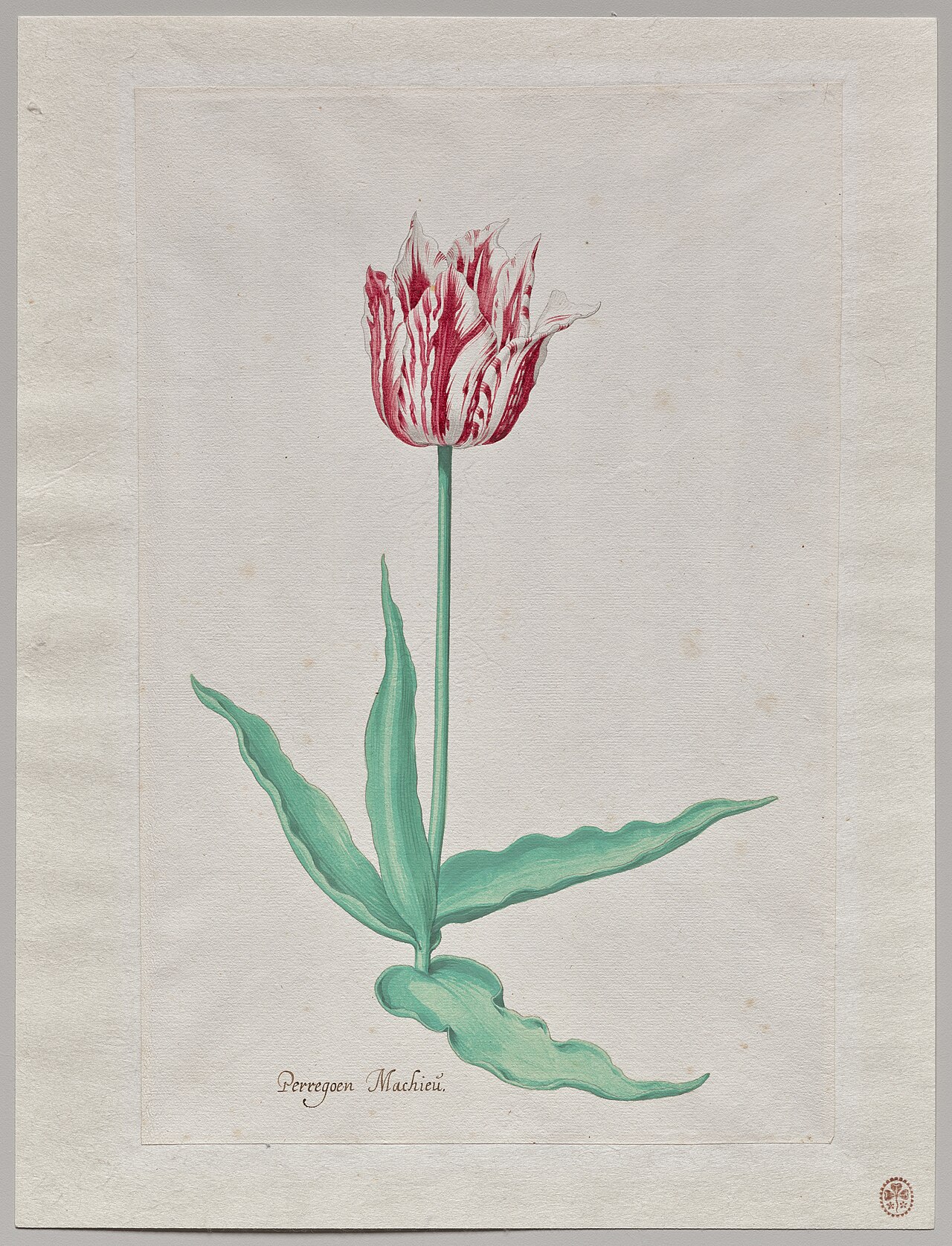 Study of a Tulip (Perregoen Machieu) by Pieter Holsteyn II