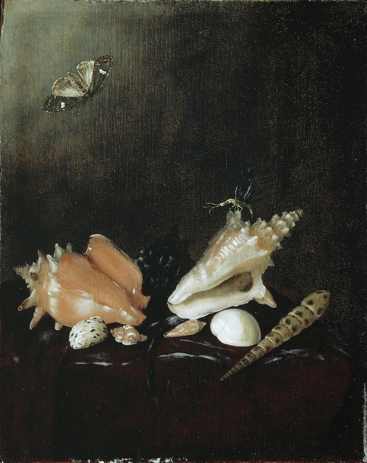 Still Life with Shells and Insects by Pieter van de Venne