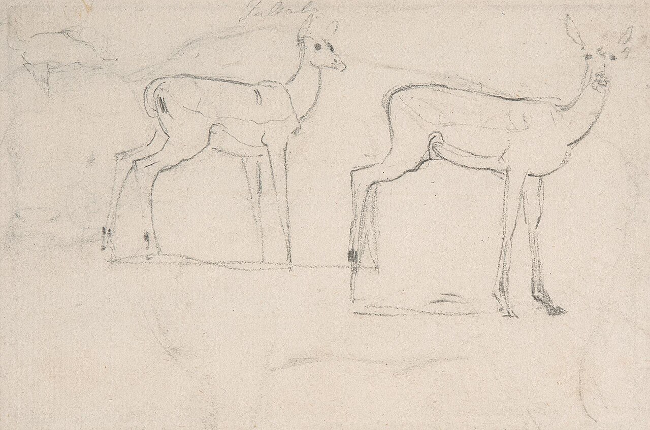 Study for Two Standing Pallah Deer by Samuel Daniell