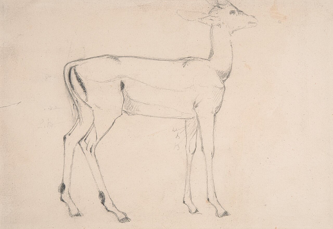 Study of a Standing Deer by Samuel Daniell