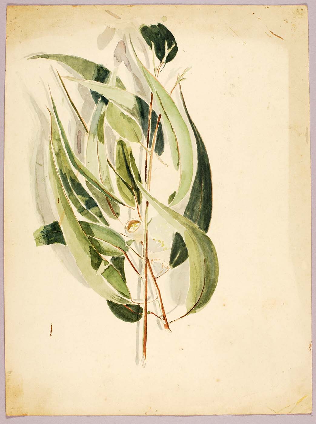 Plant Study by Solon Borglum