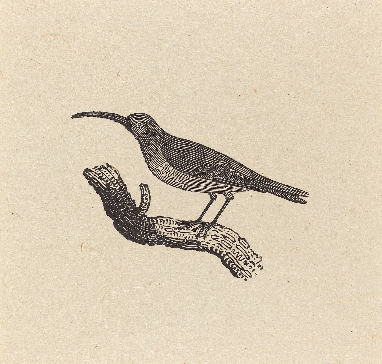A Bird by Thomas Bewick