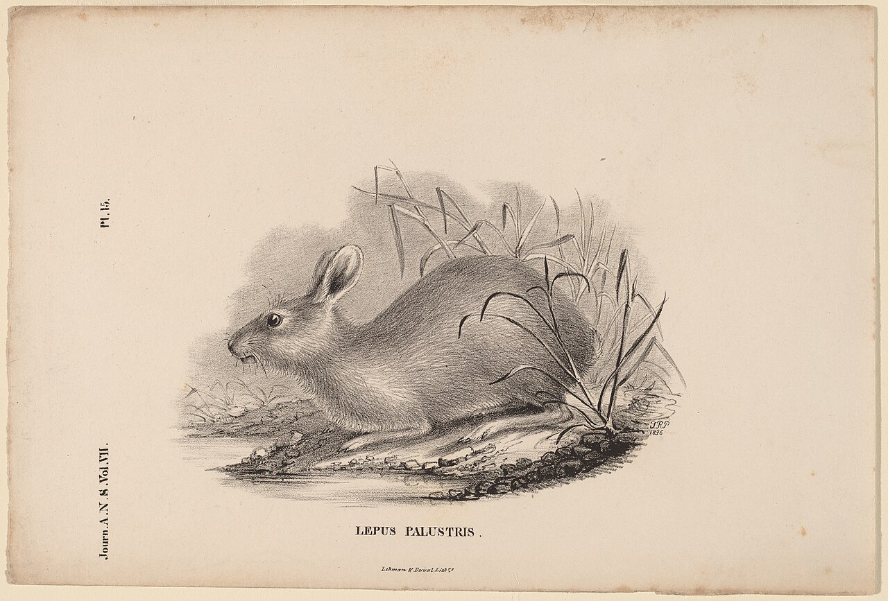 Lepus Palustris by Titian Peale