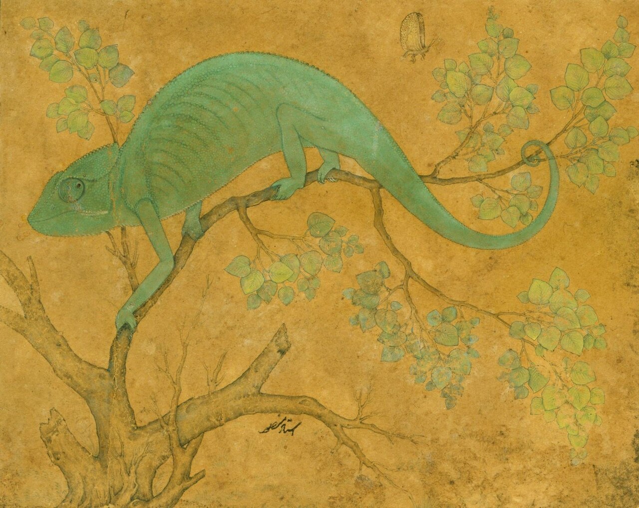 A Chameleon by Ustad Mansur