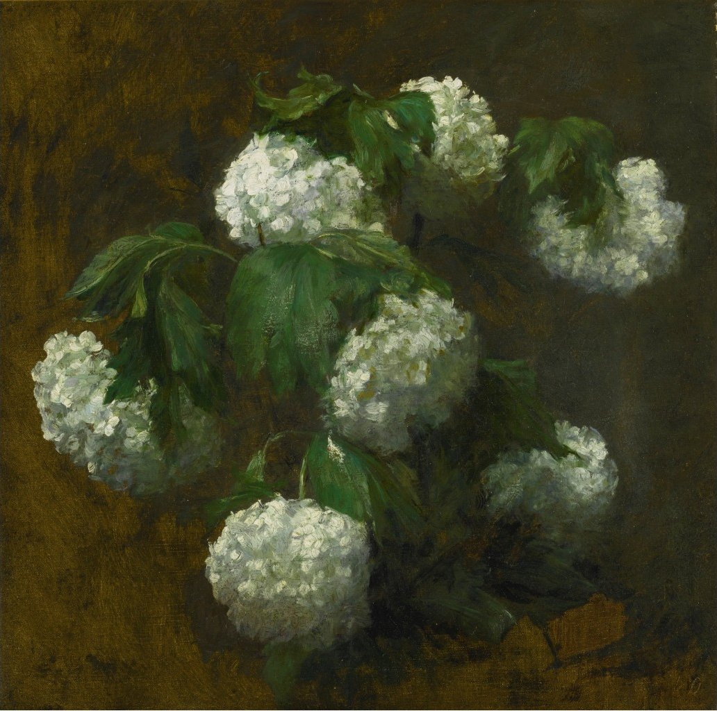 White Hydrangeas by Victoria Dubourg